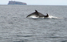 Dofí. © Arxiu Manolo García/Arxiu Parc nacional de Cabrera.